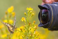 Online Tips for Shopping Mirrorless and DSLR Cameras Made Easy